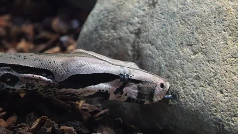Close up of a boa constrictor Stock Footage 256918150