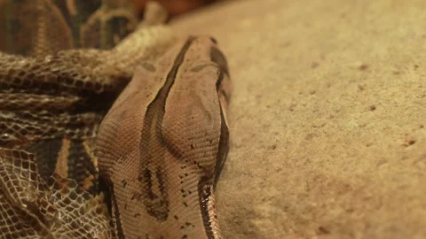 Close up of a boa constrictor Stock Footage 257126995