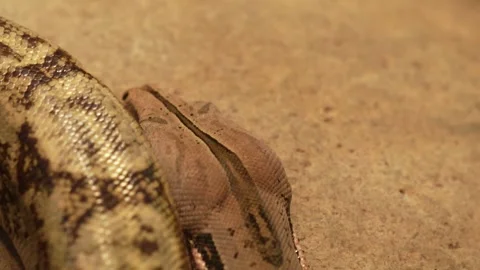 Close up of a boa constrictor Stock Footage 257127119