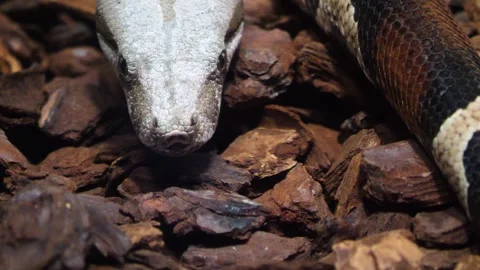 Close up of boa constrictor Stock Footage 257215877