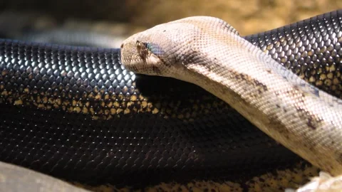 Close up of boa constrictor Stock Footage 257216229
