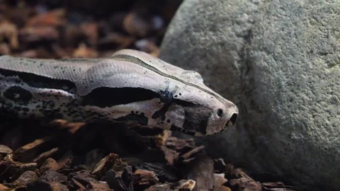 Close up of boa constrictor Stock Footage 257216517
