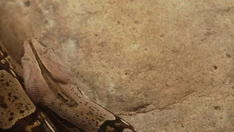 Close up of boa constrictor Stock Footage 257271317