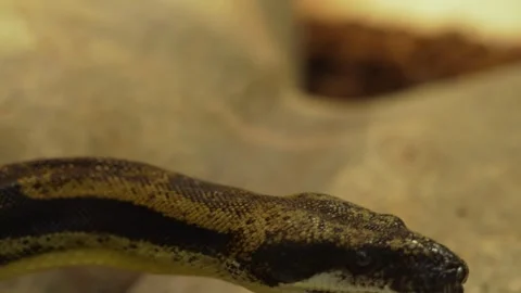 Close up of boa constrictor Stock Footage 257271455