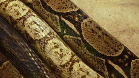 Close up of boa constrictor Stock Footage 257271795