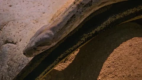 Close up of boa constrictor Stock Footage 257351547