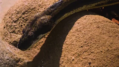 Close up of a boa constrictor Stock Footage 257366536