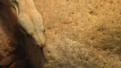 Close up of a boa constrictor Stock Footage 258077315