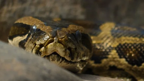 Close up of boa constrictor head Stock Footage 123482503