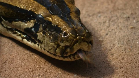 Close up of boa constrictor head Stock Footage 123482694