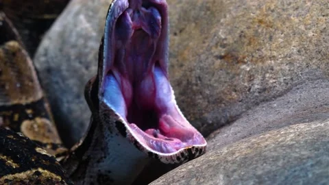 Close up of boa constrictor head  Stock Footage 144318309
