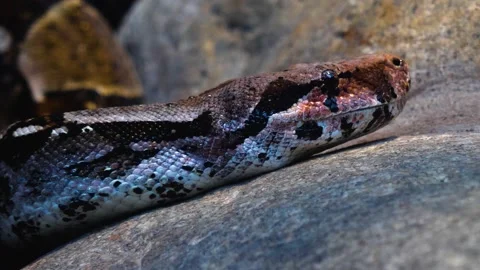Close up of boa constrictor head  Stock Footage 144318439