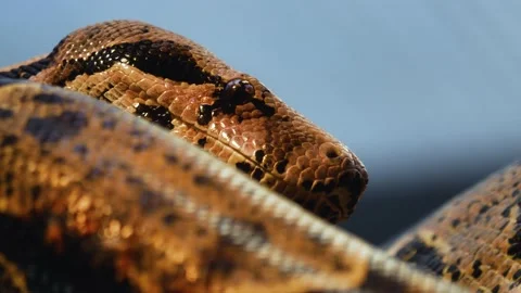 Close up of boa constrictor head Stock Footage 144612816