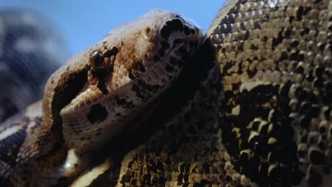 Close up of boa constrictor head Stock Footage 144612909