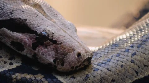 Close up of boa constrictor head Stock Footage 144613009