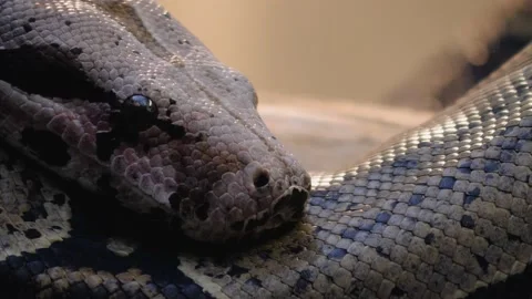 Close up of boa constrictor head Stock Footage 144613051