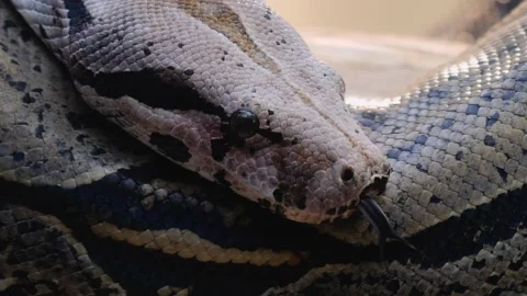 Close up of boa constrictor head Stock Footage 144613099
