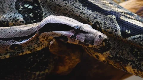 Close up of boa constrictor head Stock Footage 144613638