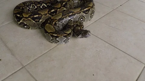 Close-Up | Boa Constrictor Python, Costa Rica, 스톡 동영상 111328452