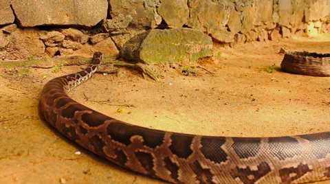 Close-up of a boa constrictor snake crawling on the ground Asia Stockbeeldmateriaal 34973624