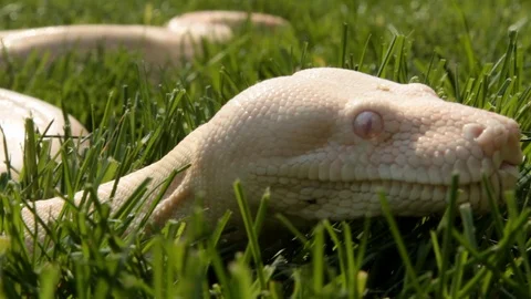Close up of boa constrictor snake face Video stock 106033117