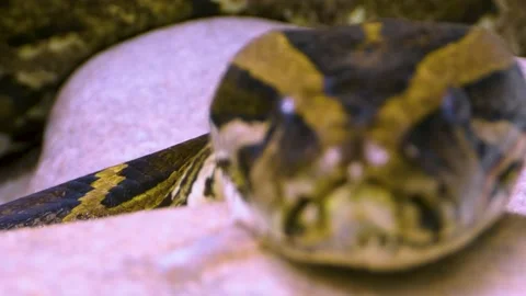 Close up of boa constrictor Snake Stock Footage 141280699