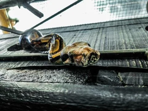 Close up boa imperator constrictor in cage. Stock Photos