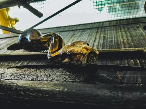 Close up boa imperator constrictor in cage. Stock Photos