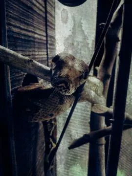 Close up boa imperator constrictor in cage. Stock Photos