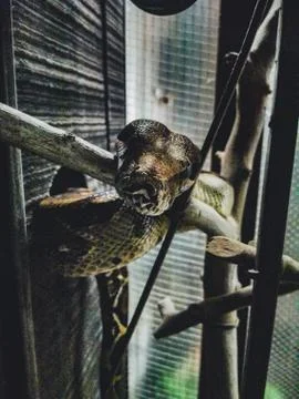 Close up boa imperator constrictor in cage. Stock Photos
