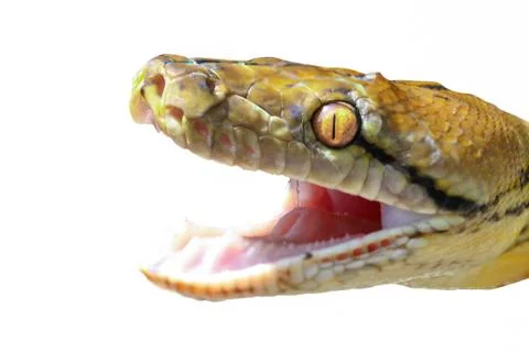 Close up of  boa, isolated Stock Photos