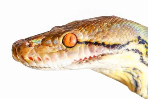Close up of  boa, isolated Stock Photos