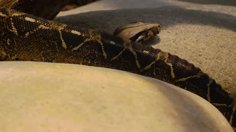 Close up of boa snake Stock Footage 141611187