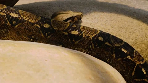 Close up of boa snake Stock Footage 141611209