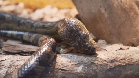 Close Up of a Boa Snake Slithering Over Wood Stock Footage 306665546