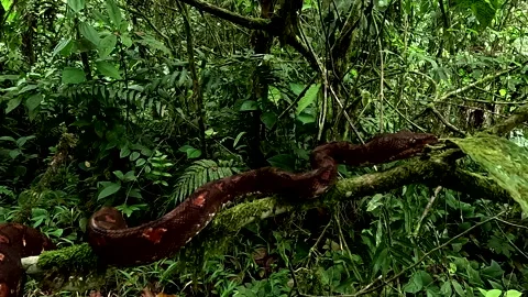 Close up of a boa in the tropical forest of Ecuador, nature background Stockbeeldmateriaal 336932573