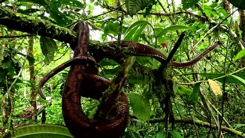 Close up of a boa wrapped around branches and moving further up the trees Видео 336932532