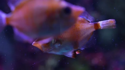 Close up of a boar fish. Stock Footage 233787514