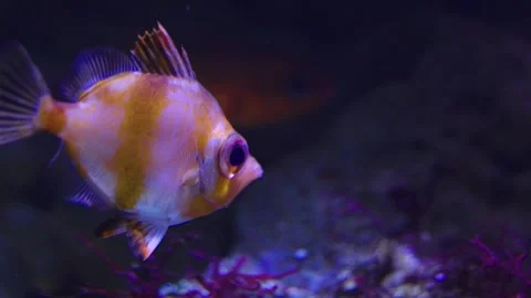 Close up of a boar fish Stock Footage 241022182