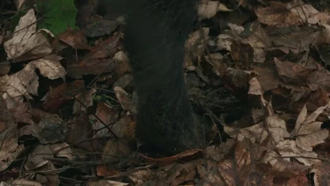 Close up of boar legs stepping in fall foliage Stock Footage 316702156