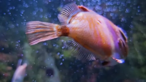 Close up of a boarfish, Boar fish  Stock Footage 294353881
