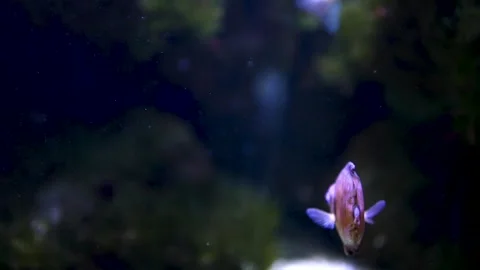 Close up of Boarfish floating Stock Footage 297020849