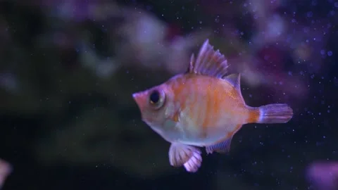 Close up boarfish Stock Footage 239578471