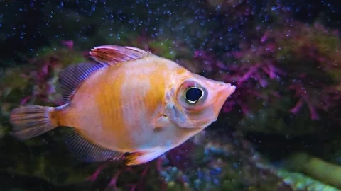Close up of Boarfish Stock Footage 245049941