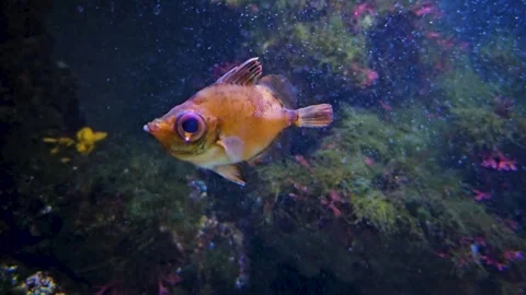 Close up of a Boarfish Stock Footage 269550796