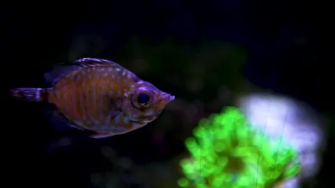 Close up of a boarfish swimming Stock Footage 297009335
