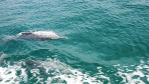 Close up boat tour passengers point of view beautiful three dolphins swim s.. Stock-Footage 257026355