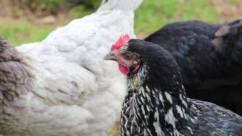 Close Up on Bobbing Black and White Chicken and Hens on a Farm Stock-Footage 73056653
