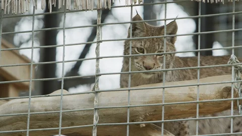 Close up of Bobcat in cage pacing Stock Footage 111285166