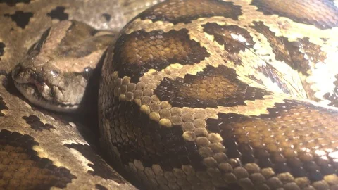 Close up body of Indian python 스톡 동영상 80928022